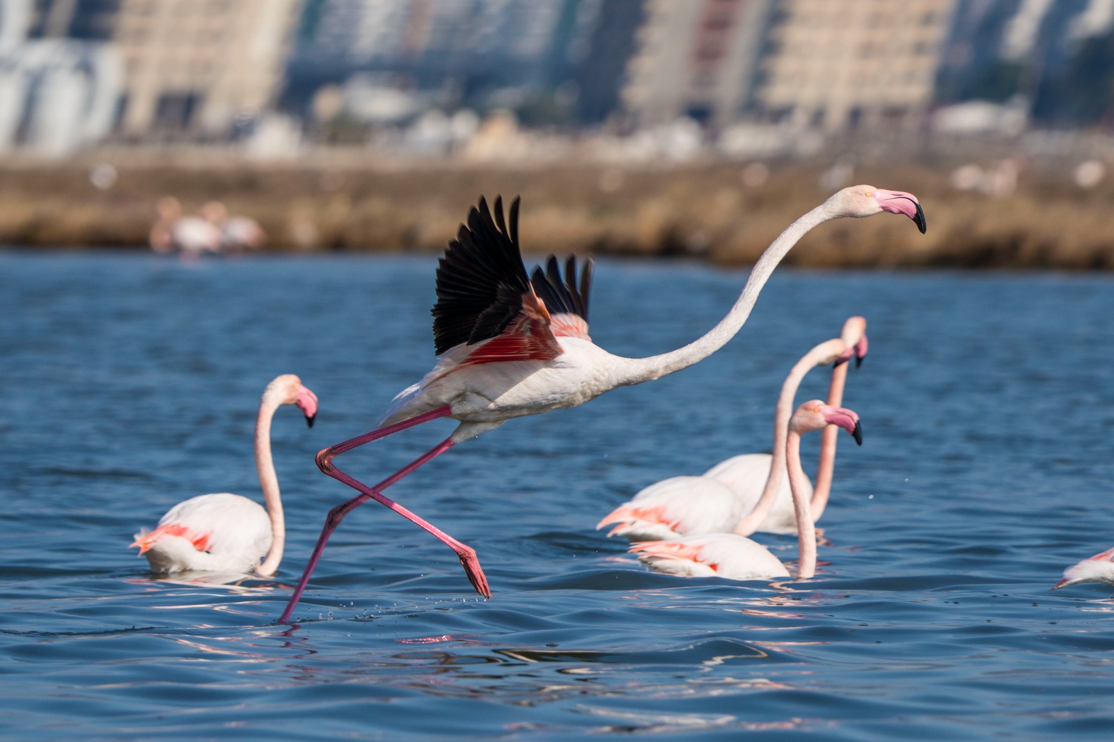 İZDENİZ, Kurban Bayramı tatilinde İzmir Gediz Deltası'nda büyüleyici Flamingo Yolu
