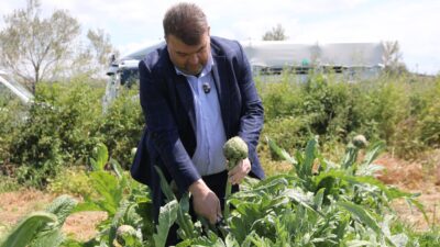 Seferihisar enginar hasadı başladı! Başkan İsmail Yetişkin tarlaya inerek üreticilerle