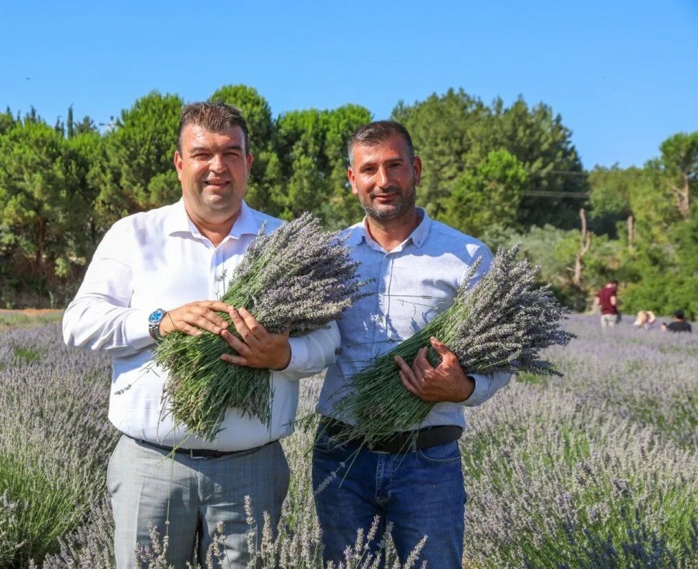 Lavanta Hasat Şenliği