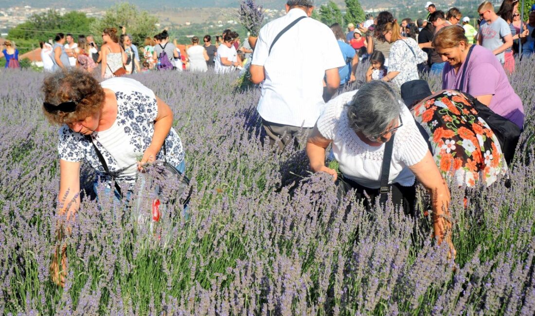 Seferihisar Lavanta Hasat Şenliği 28 Haziran’da başlıyor. Programı ve ücretsiz