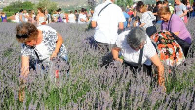 Seferihisar Lavanta Hasat Şenliği 28 Haziran’da başlıyor. Programı ve ücretsiz
