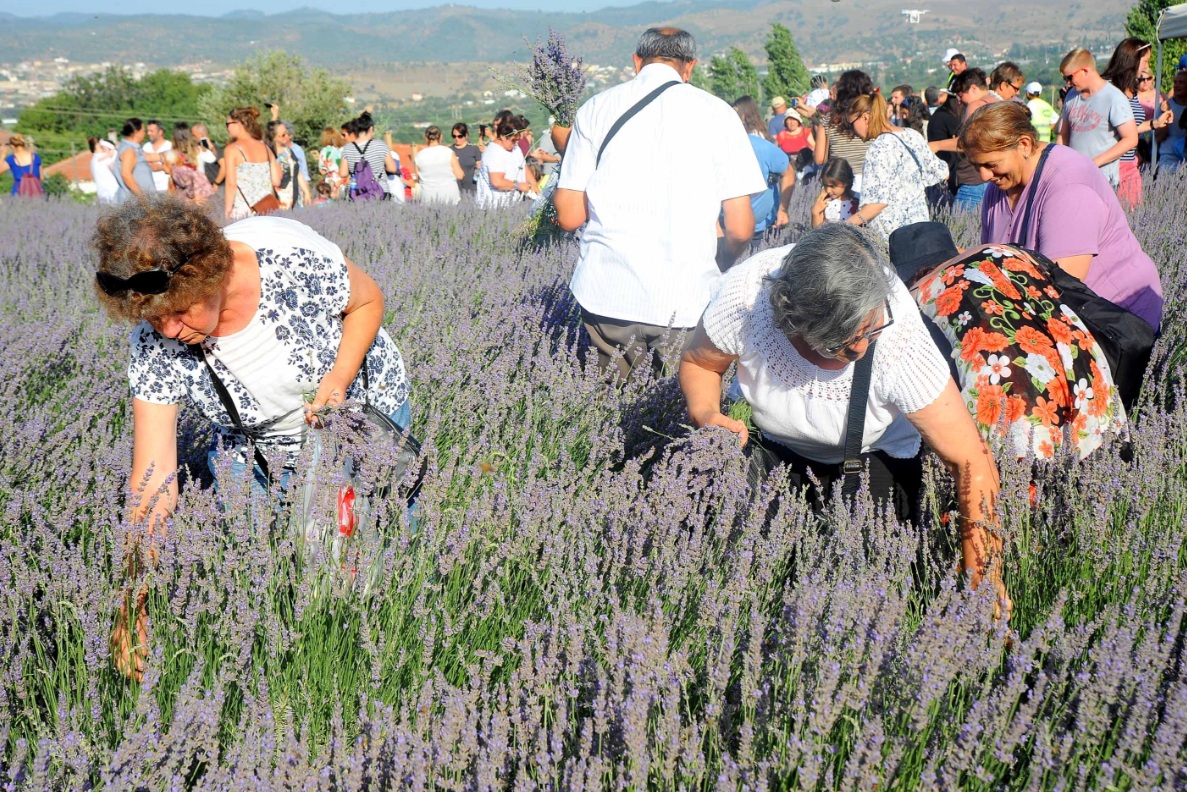 Seferihisar Lavanta Hasat Şenliği 28 Haziran’da başlıyor. Programı ve ücretsiz